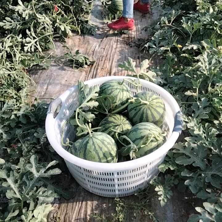 种西瓜的几个人