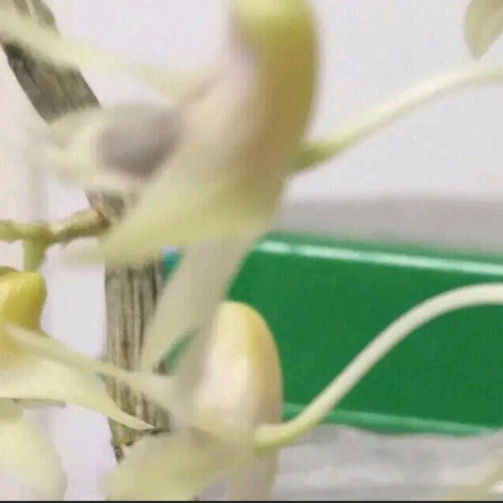 大姐