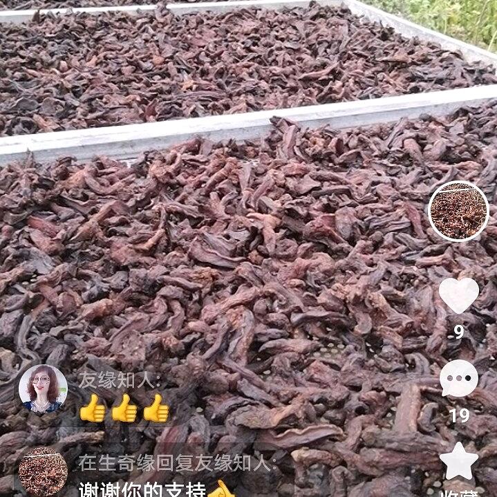 莉莉孤心（情感老师）