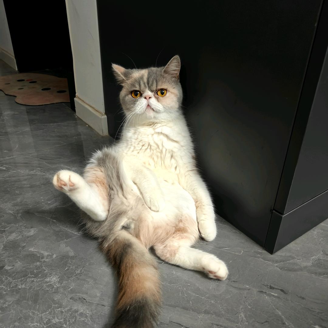 橙