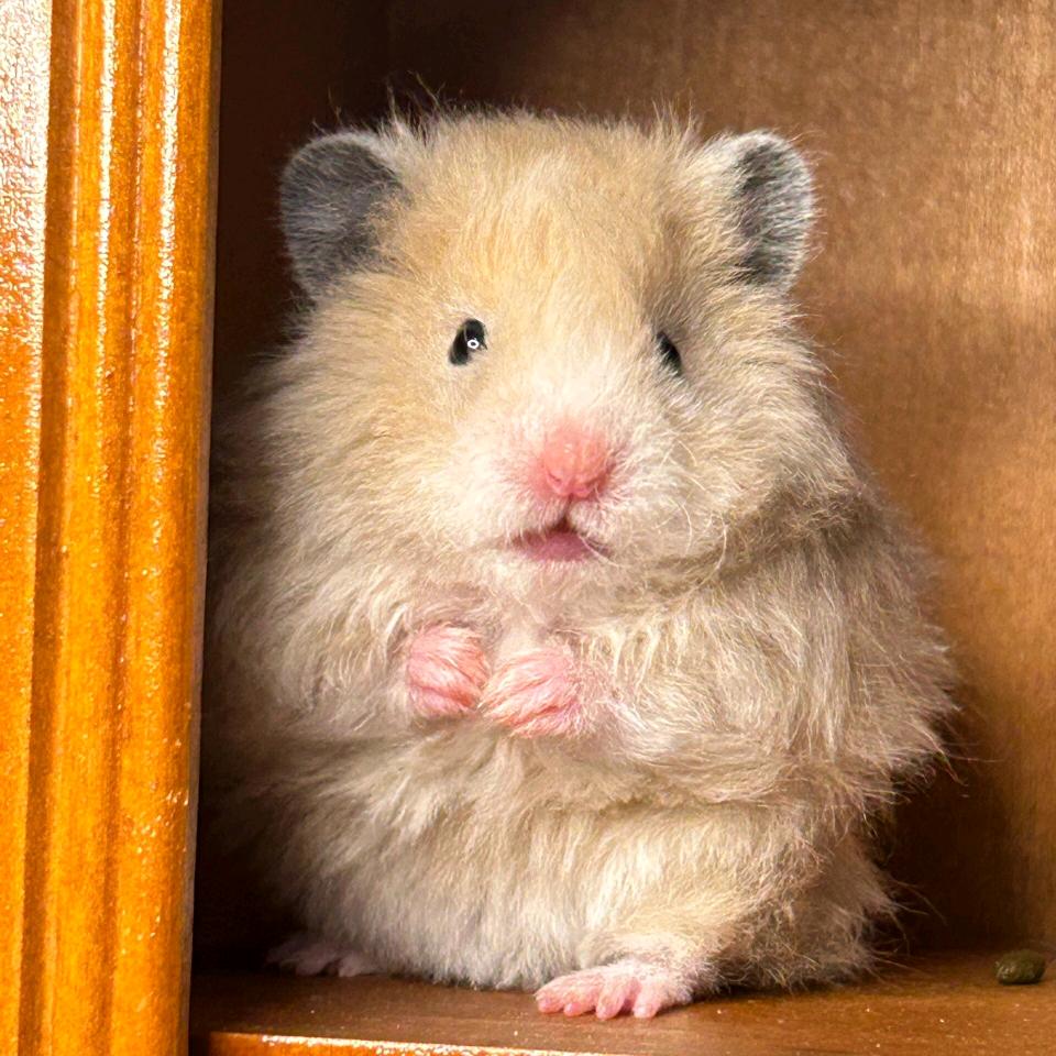 牛的食欲就是好