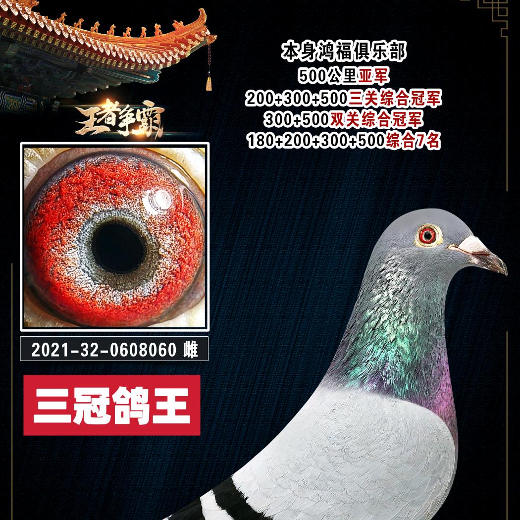 河北邮递鸽业
