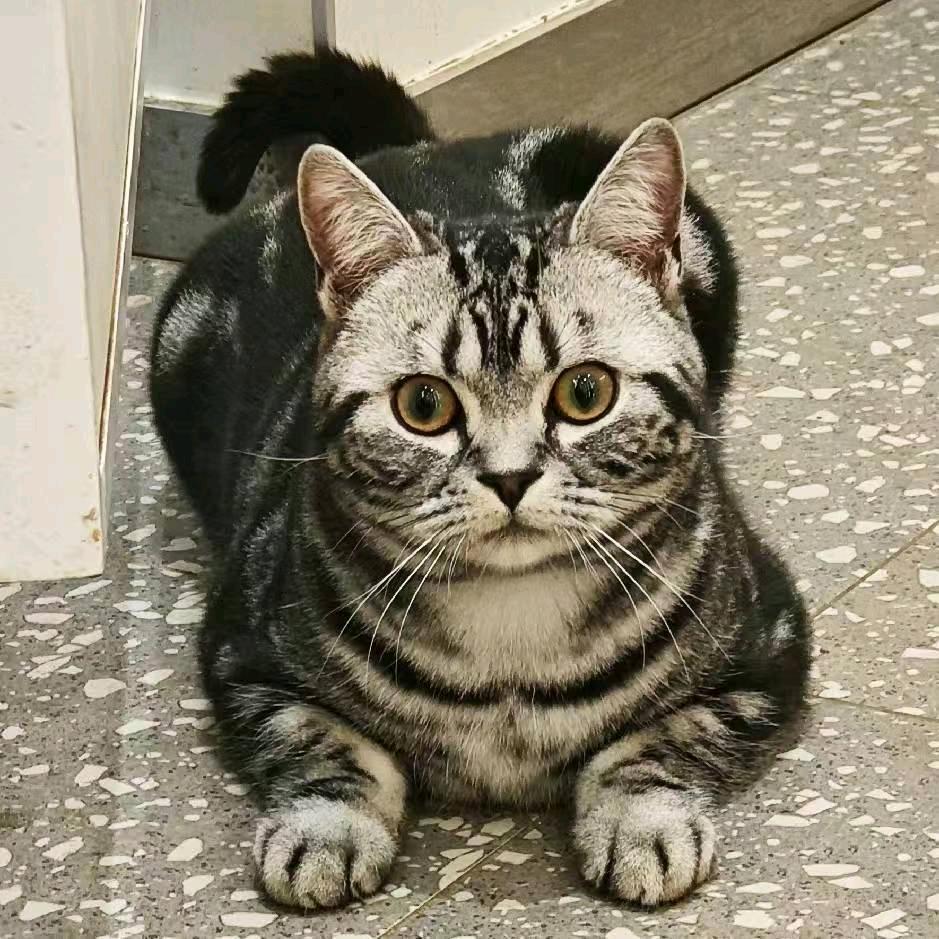修.