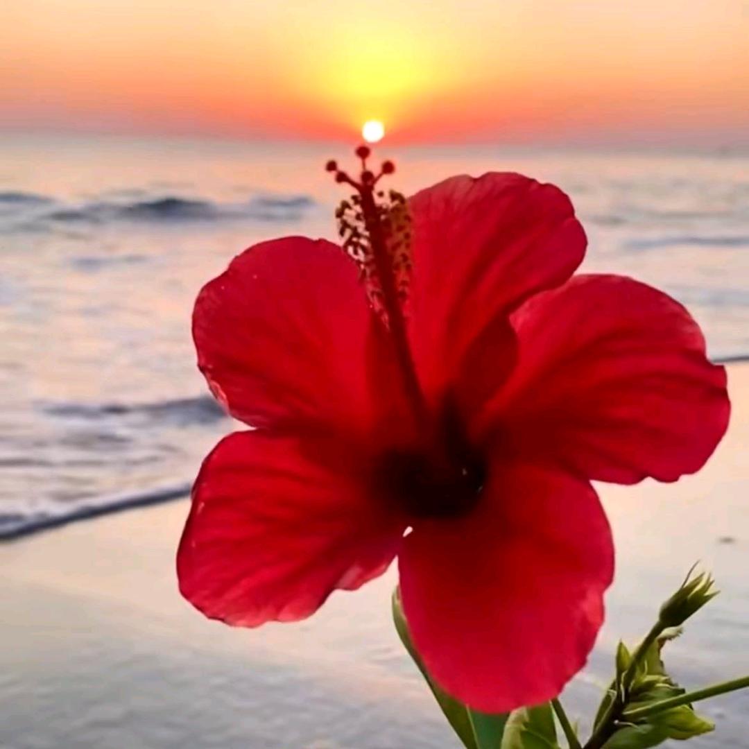金牌月嫂💐