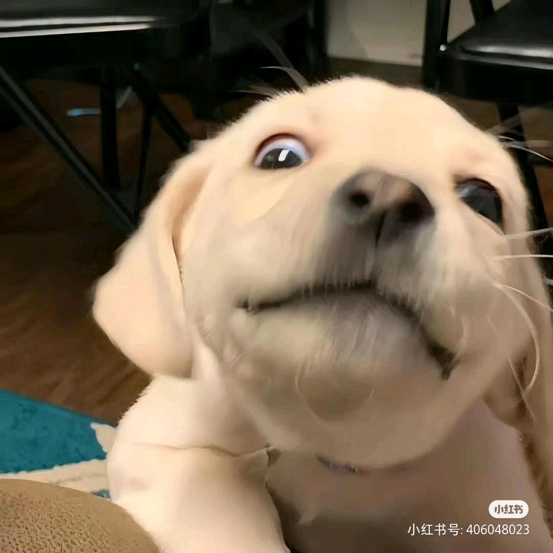 🐈🐈拯救世界