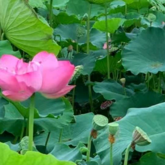 谁的新欢不是别人的旧的爱