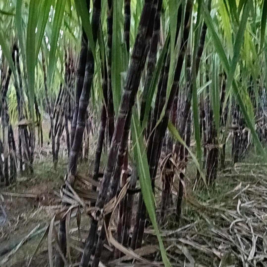 番茄你个洋柿子