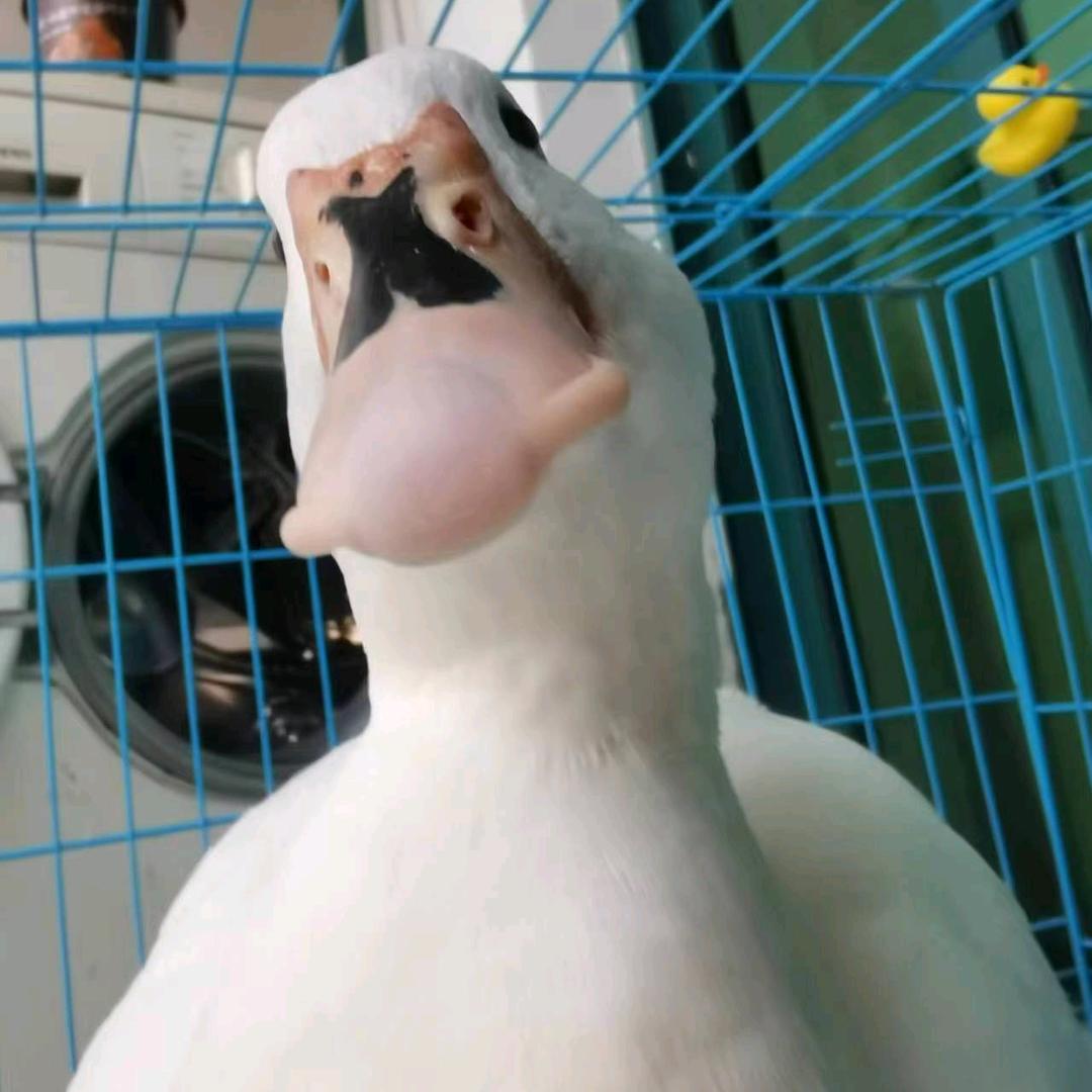 龍哥