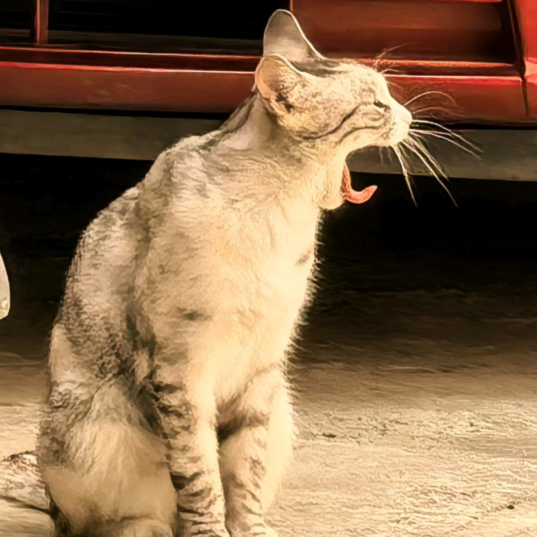 五音不全小苦瓜