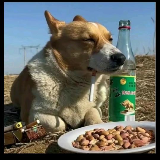 快乐的毛线