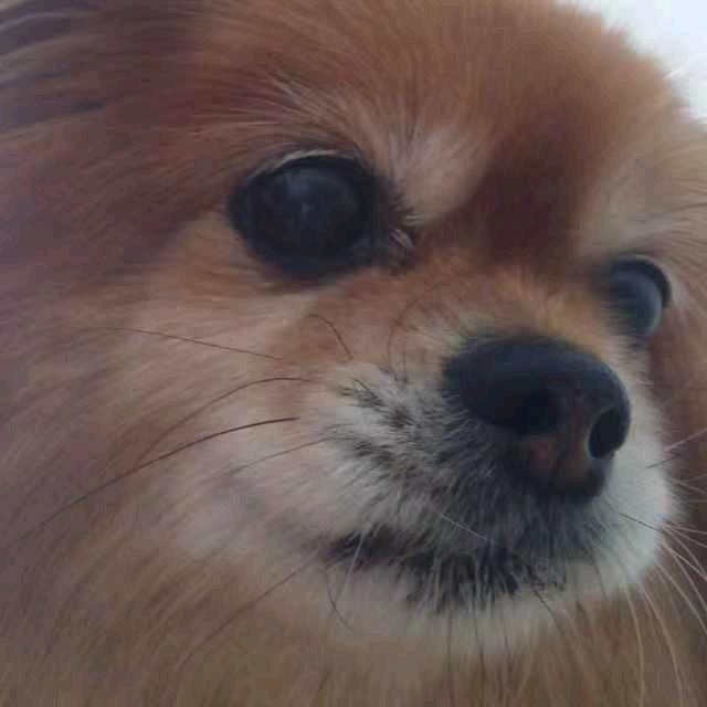 deaddogeye