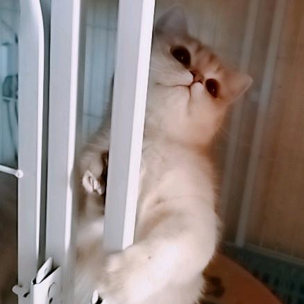 喵喵屋