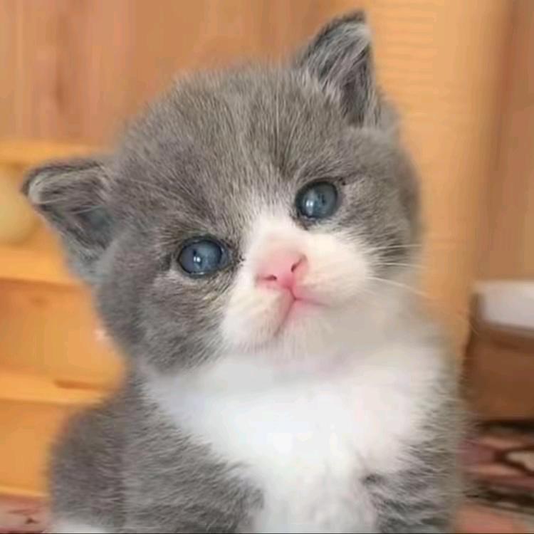 吃瓜猫