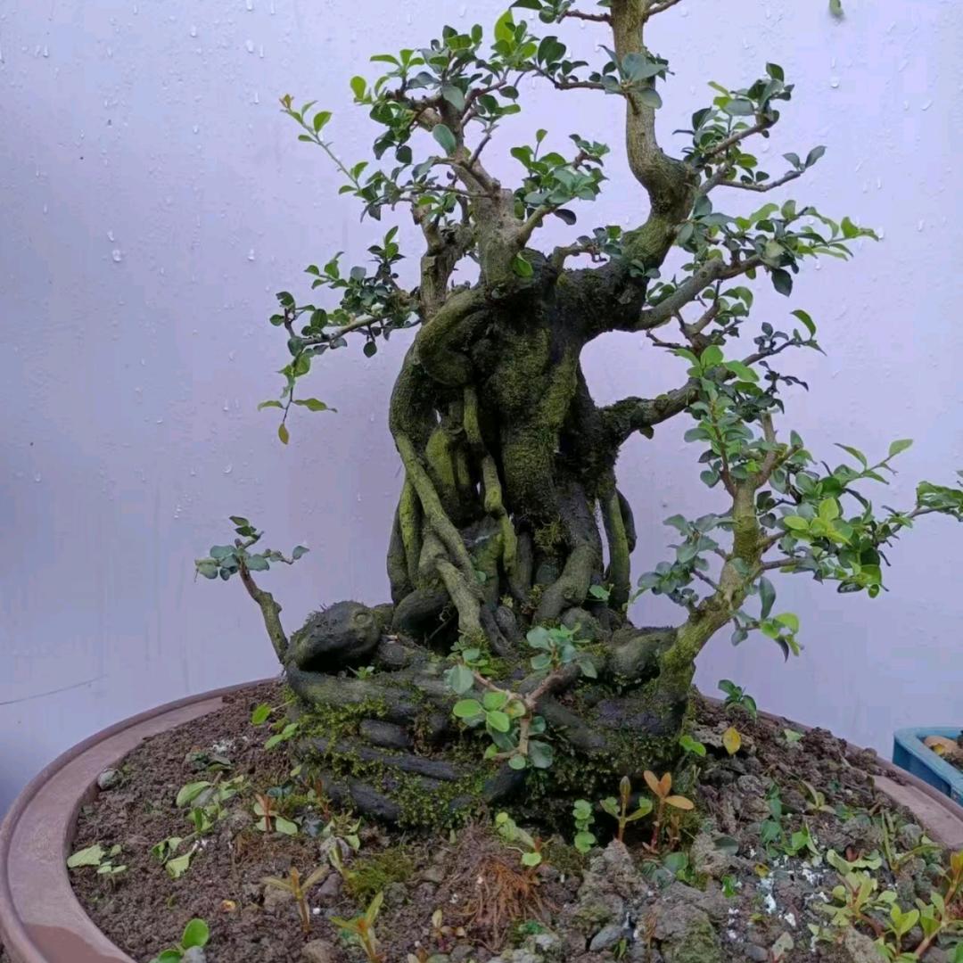 渝悦盆景