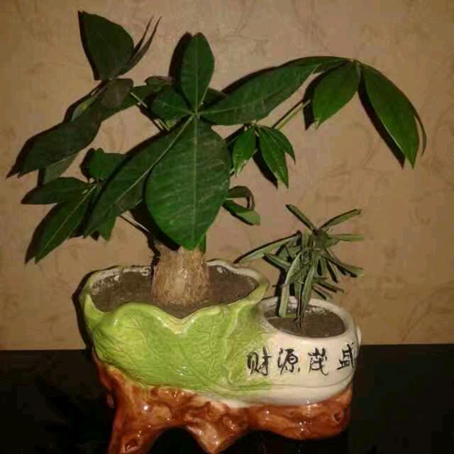 财源茂盛