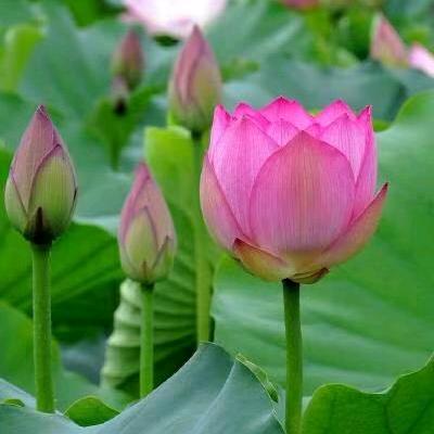 荷花香香