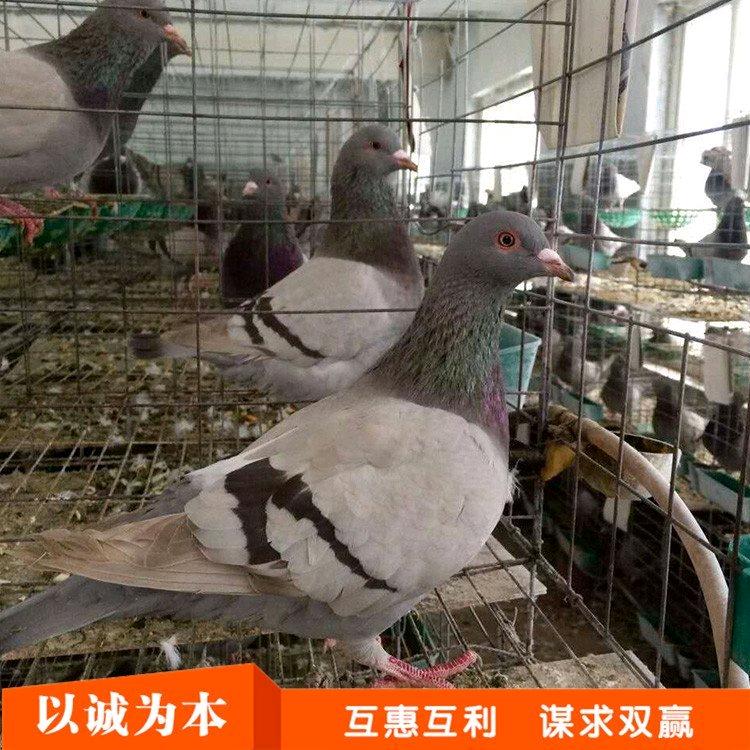 盛鑫清真肉食店