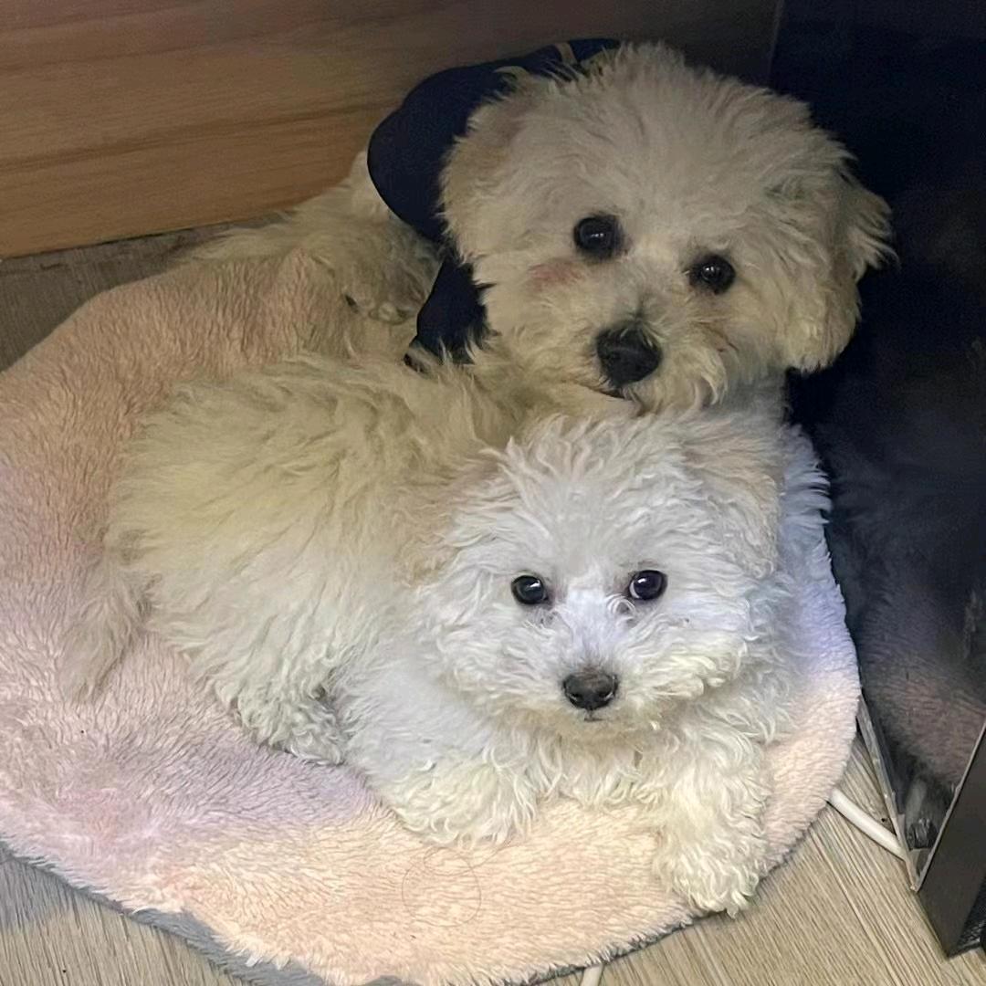 烤鸭必须卷饼🌮  🦔