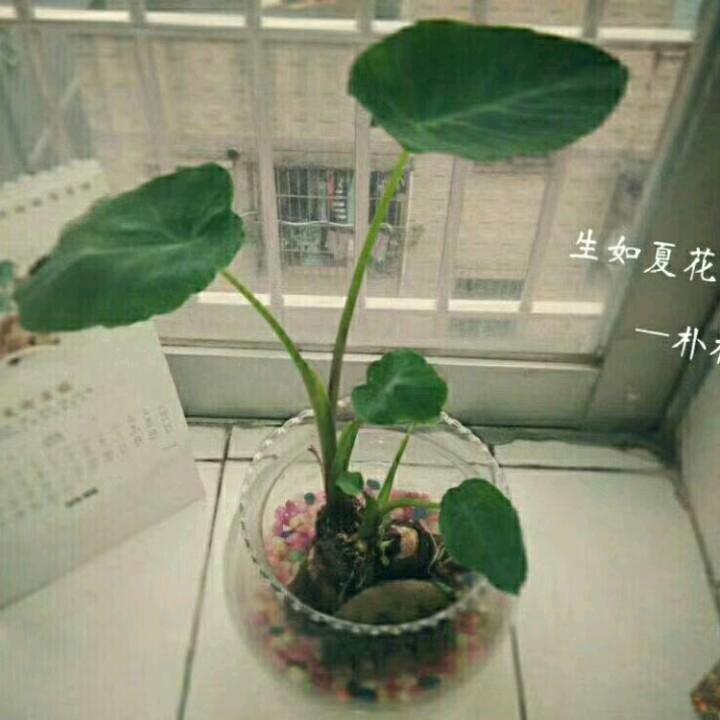 不如花