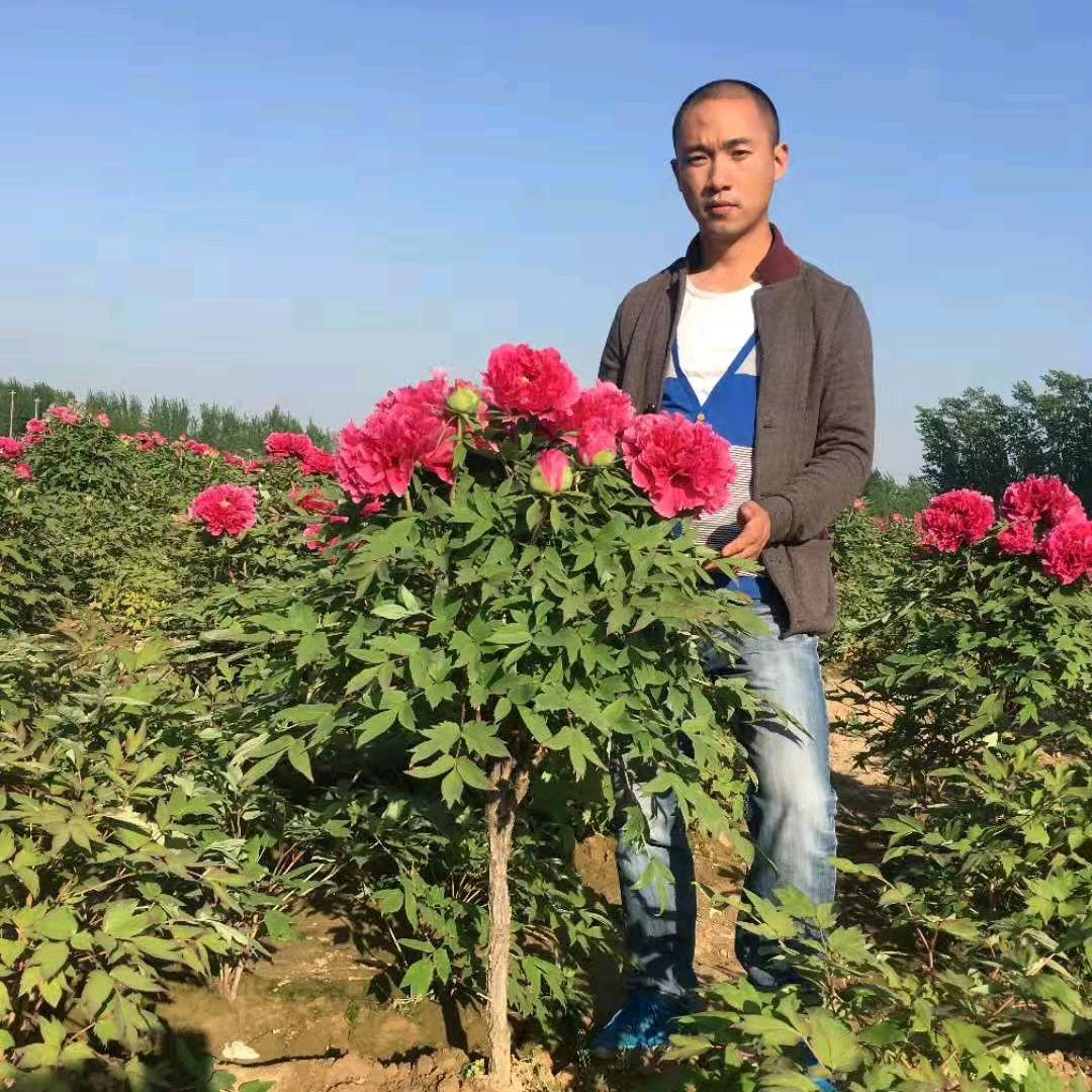 花乡牡丹园芍药鲜切花