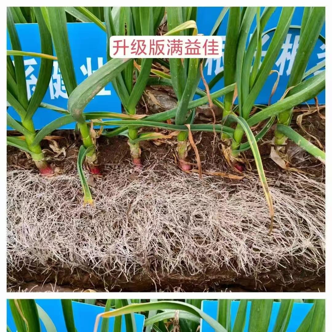 杜老师说农业(亮亮农资安阳洪实农业农资)