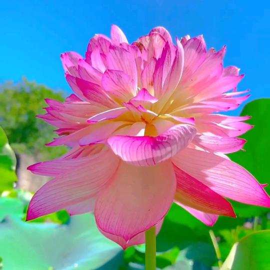 🌷荷花