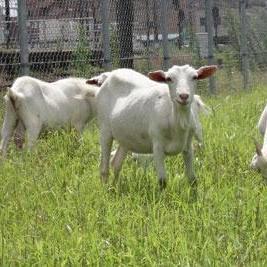 羊哺羊哺鲜羊奶