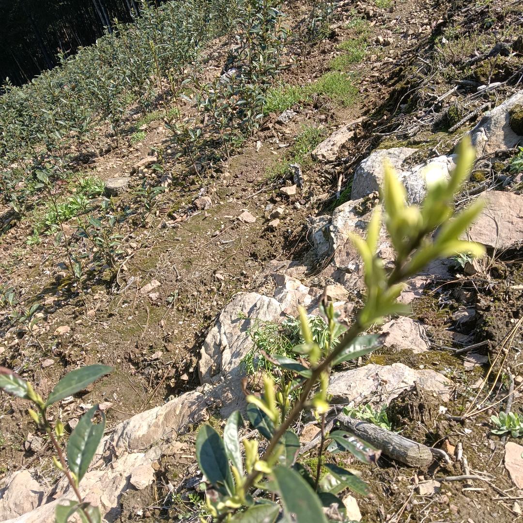 天目湖白石茗茶