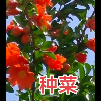 1965年的蛇越来越好