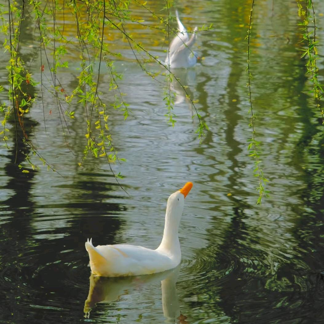 春江水暖鸭先知