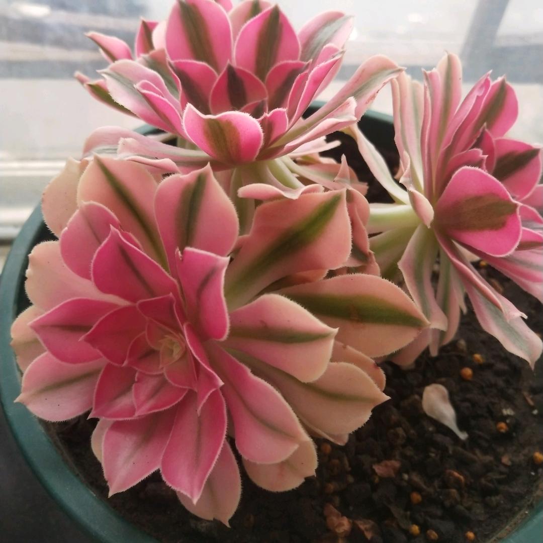 欧运百货