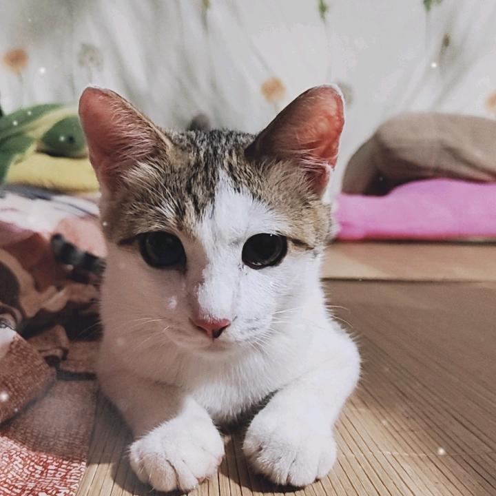 心意