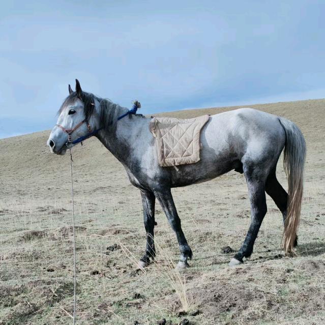 གཡང་མཛོད།