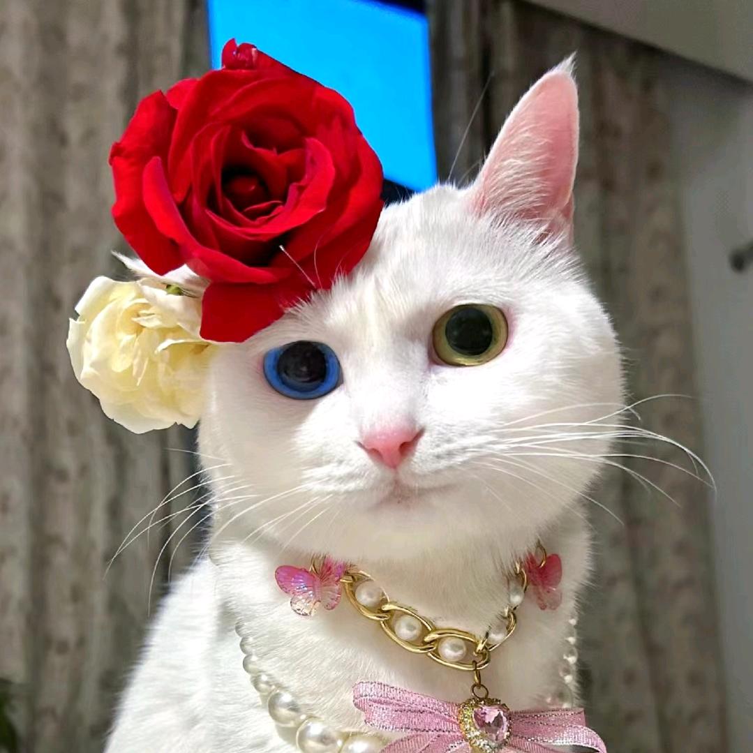 宠物有家_