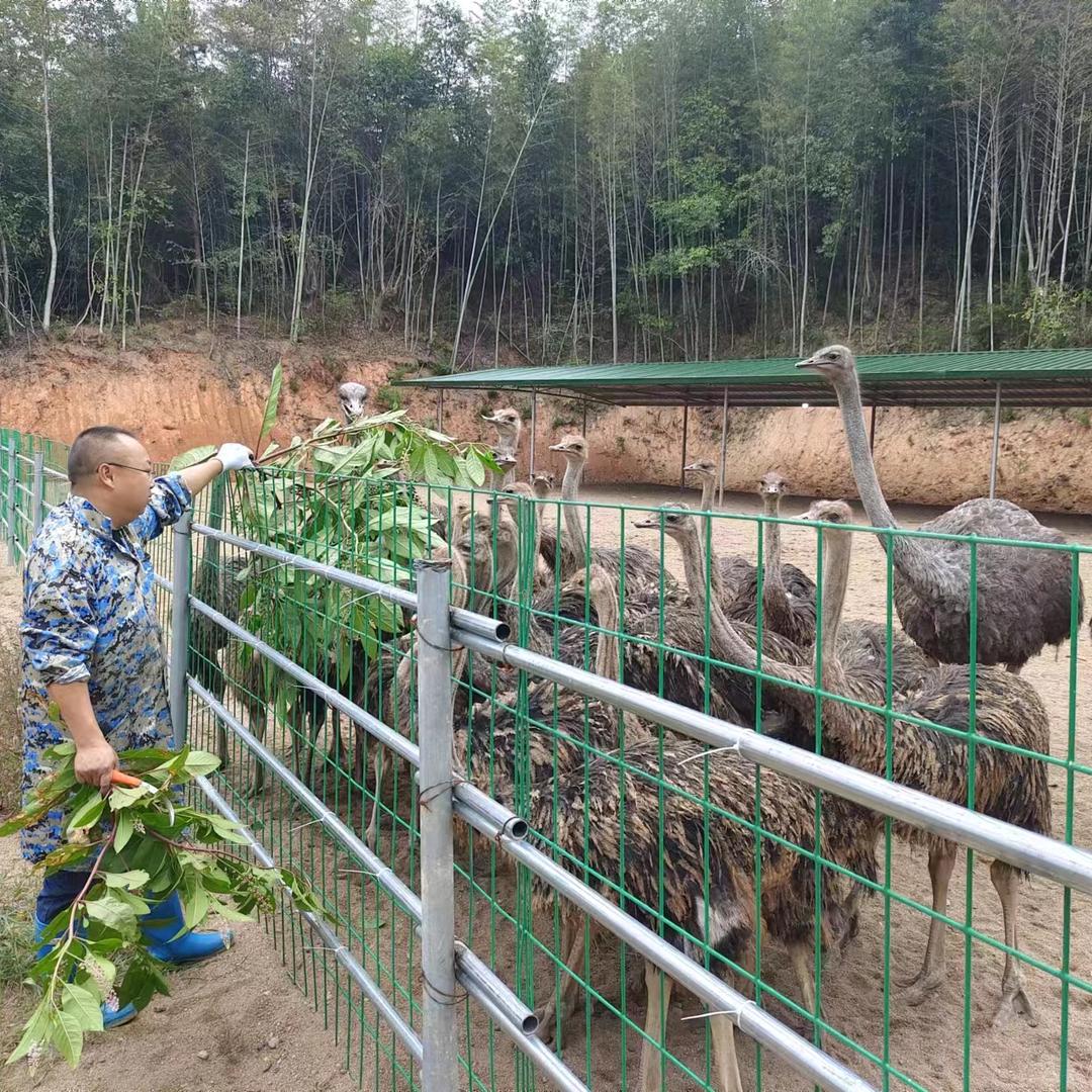 广昌鸵鸟养殖基地阿强哥