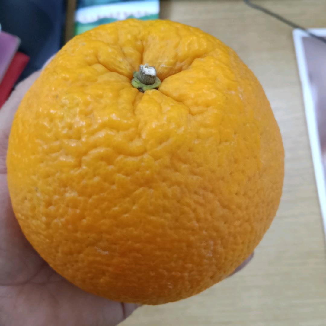 小骄阳