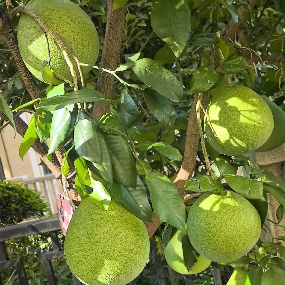 孞房着火