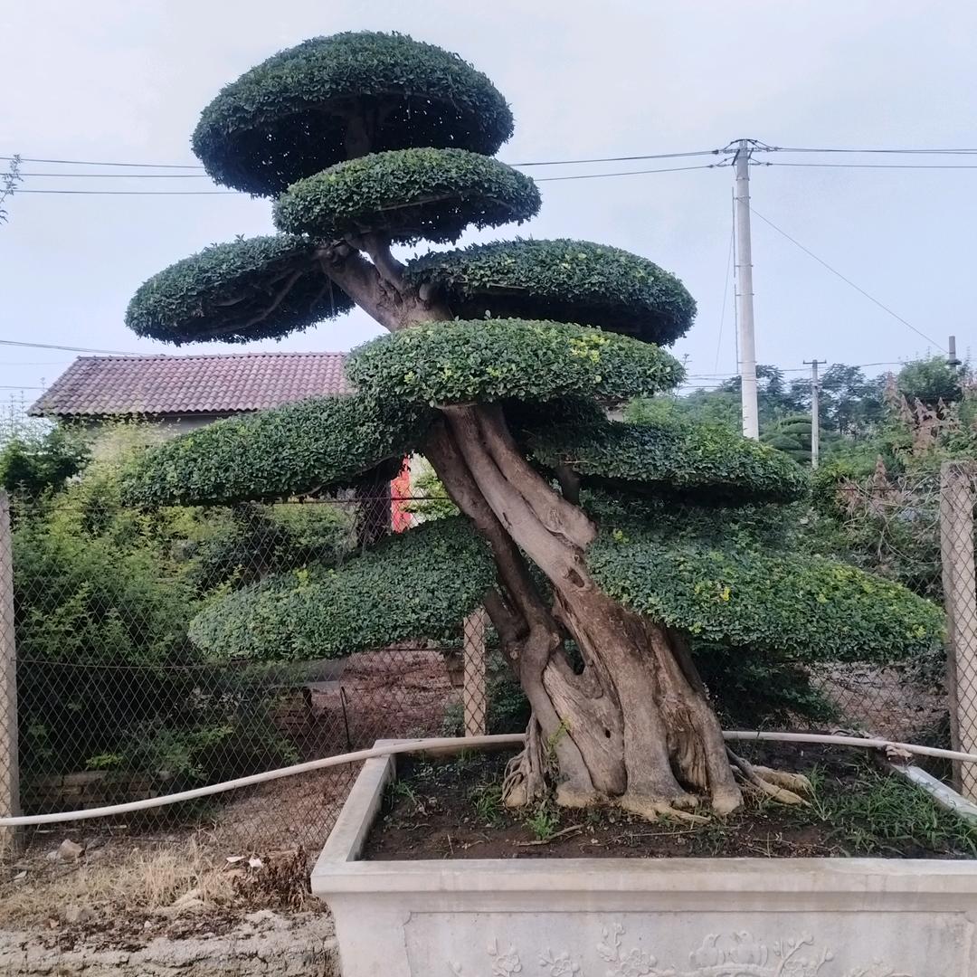 京山市景辉园艺专业合作社