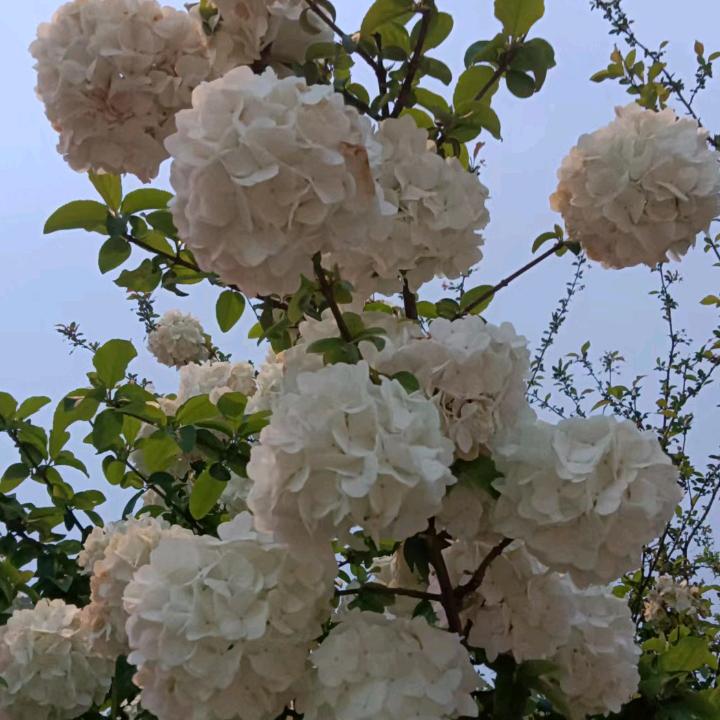 绿牡丹