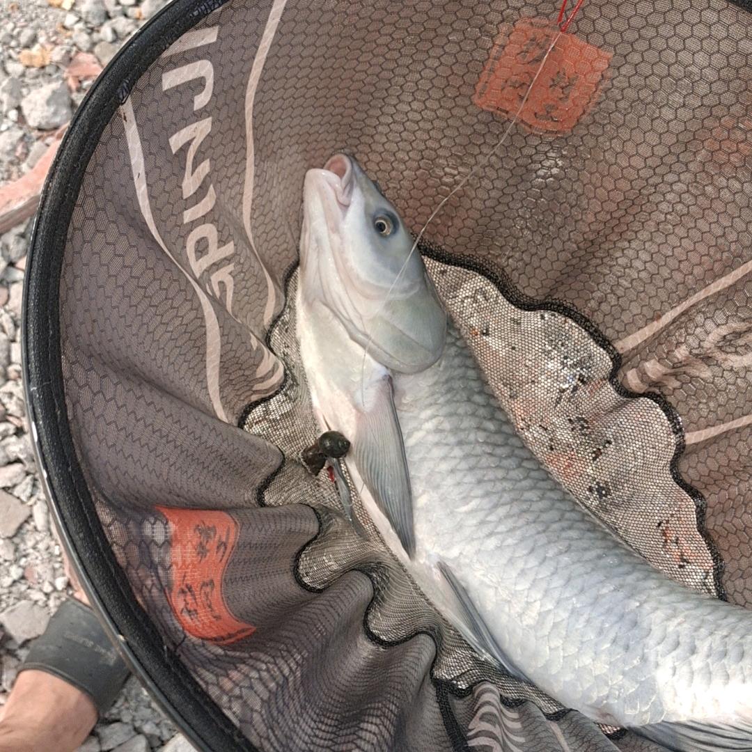 到底是谁摘的棉花