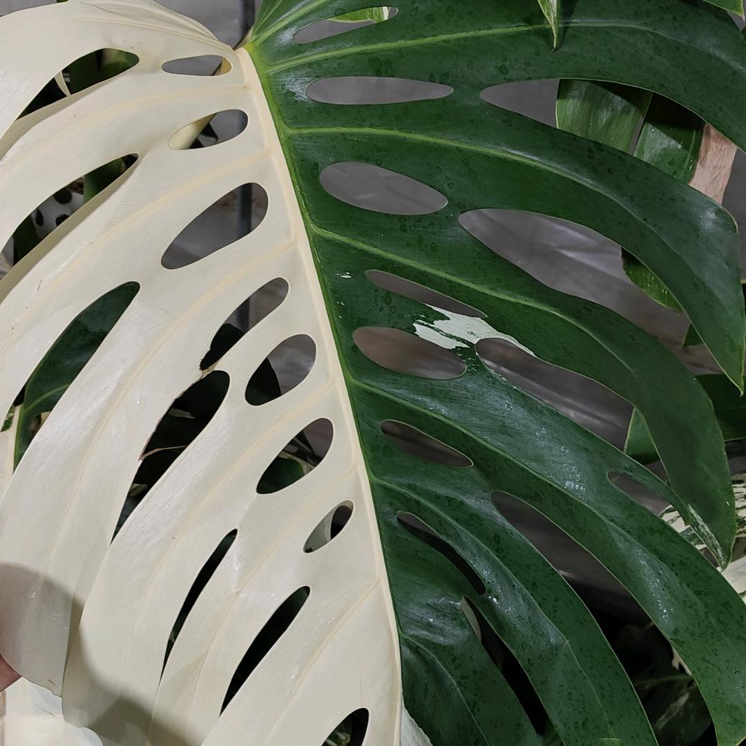 小丫仙居热植多肉