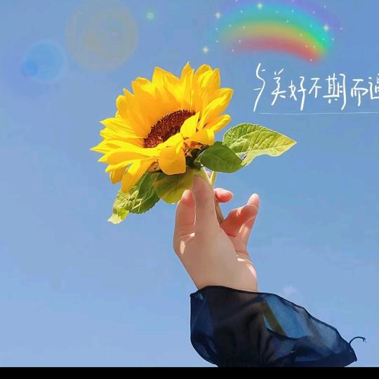 🌻º᭄ꦿ向阳🍀而生☀