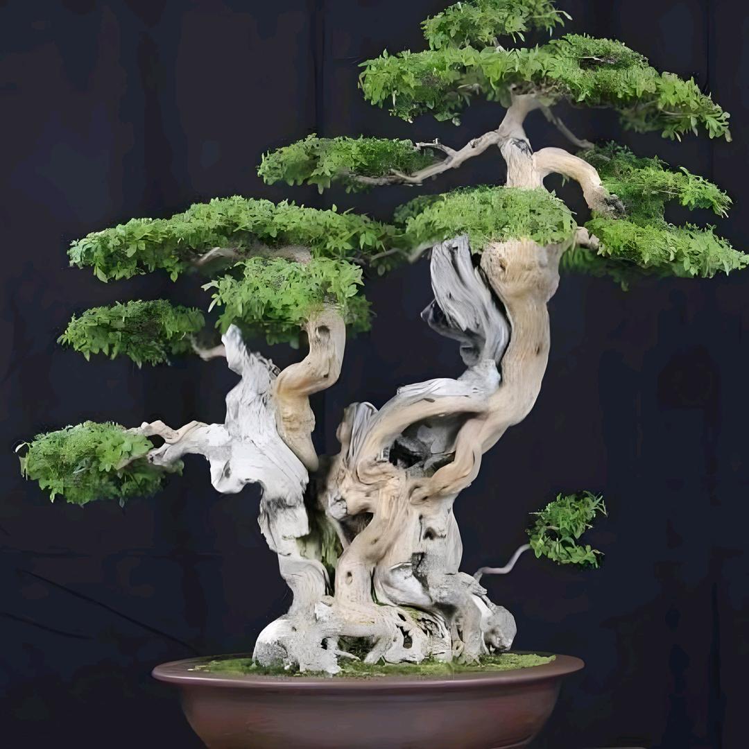 盆景大叔