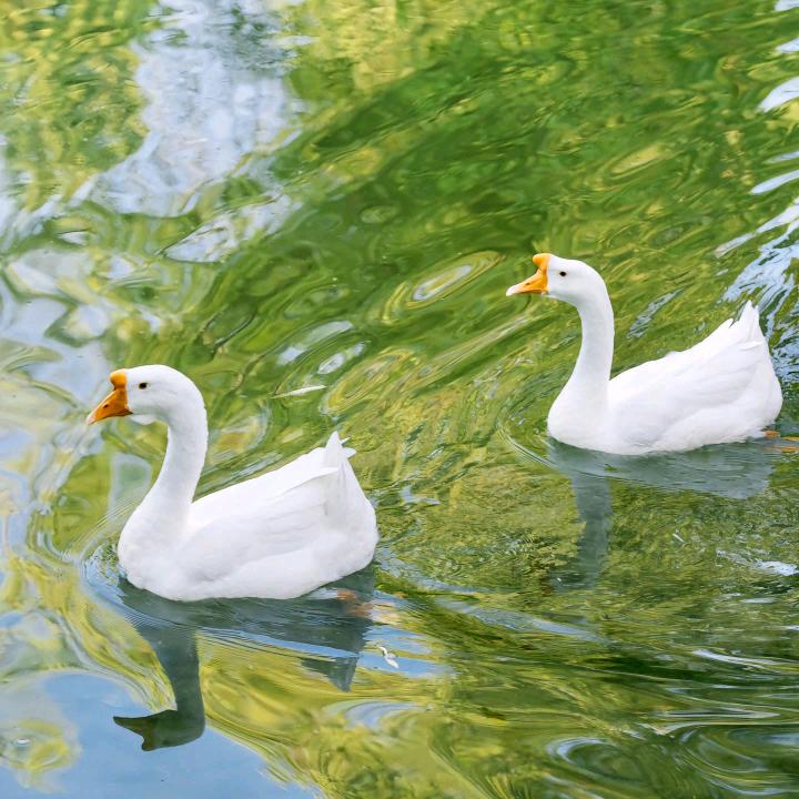 小刘(新农人)