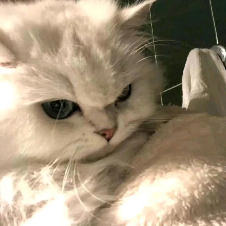 番茄不炒蛋ʚʕ̯•͡˔•̯᷅ʔɞ