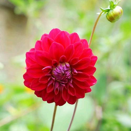 大理菊