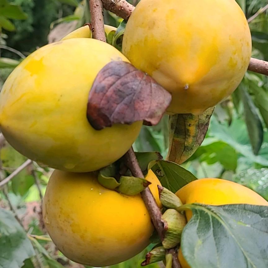 ✨扬帆🌟远洋💫