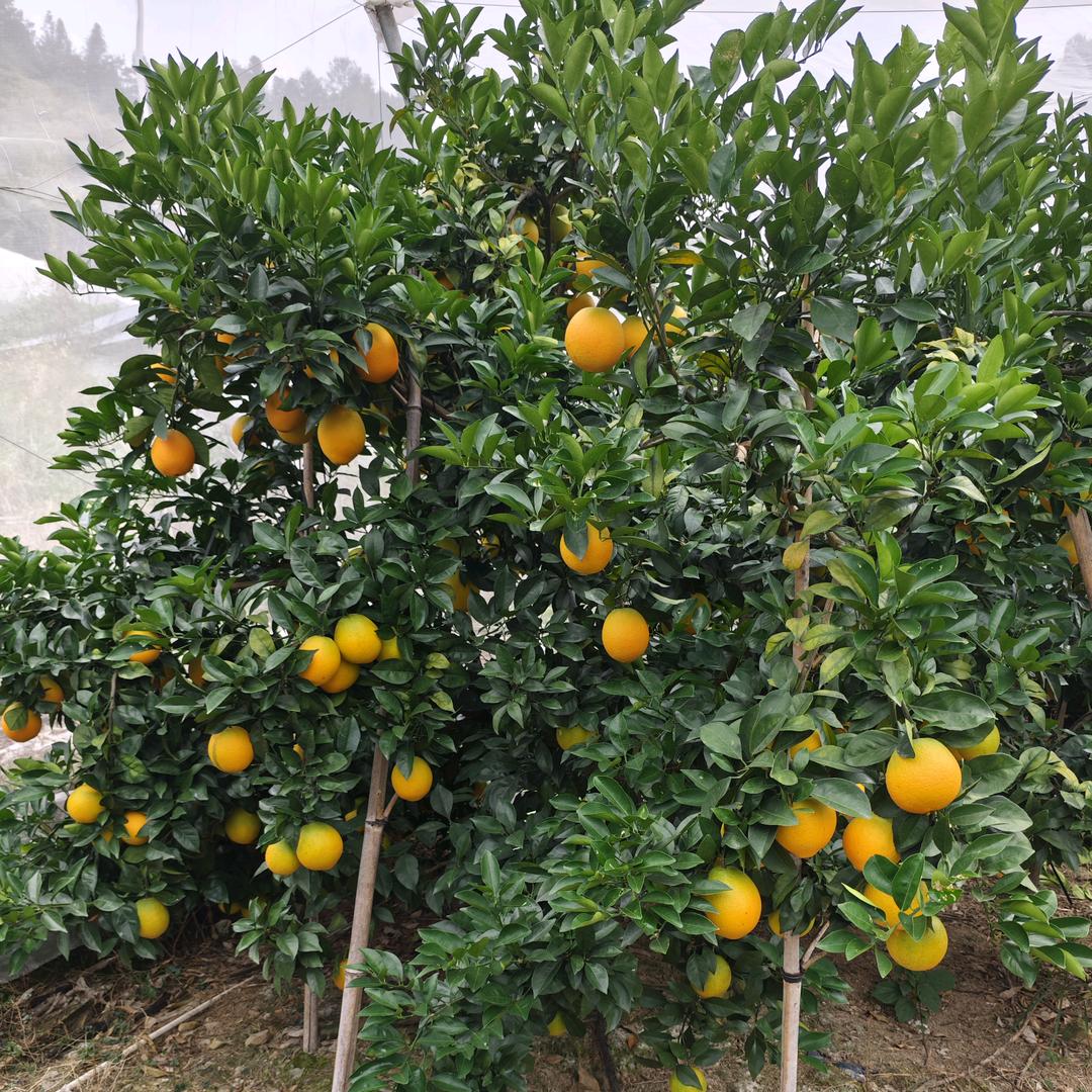 小橙子水果甄选