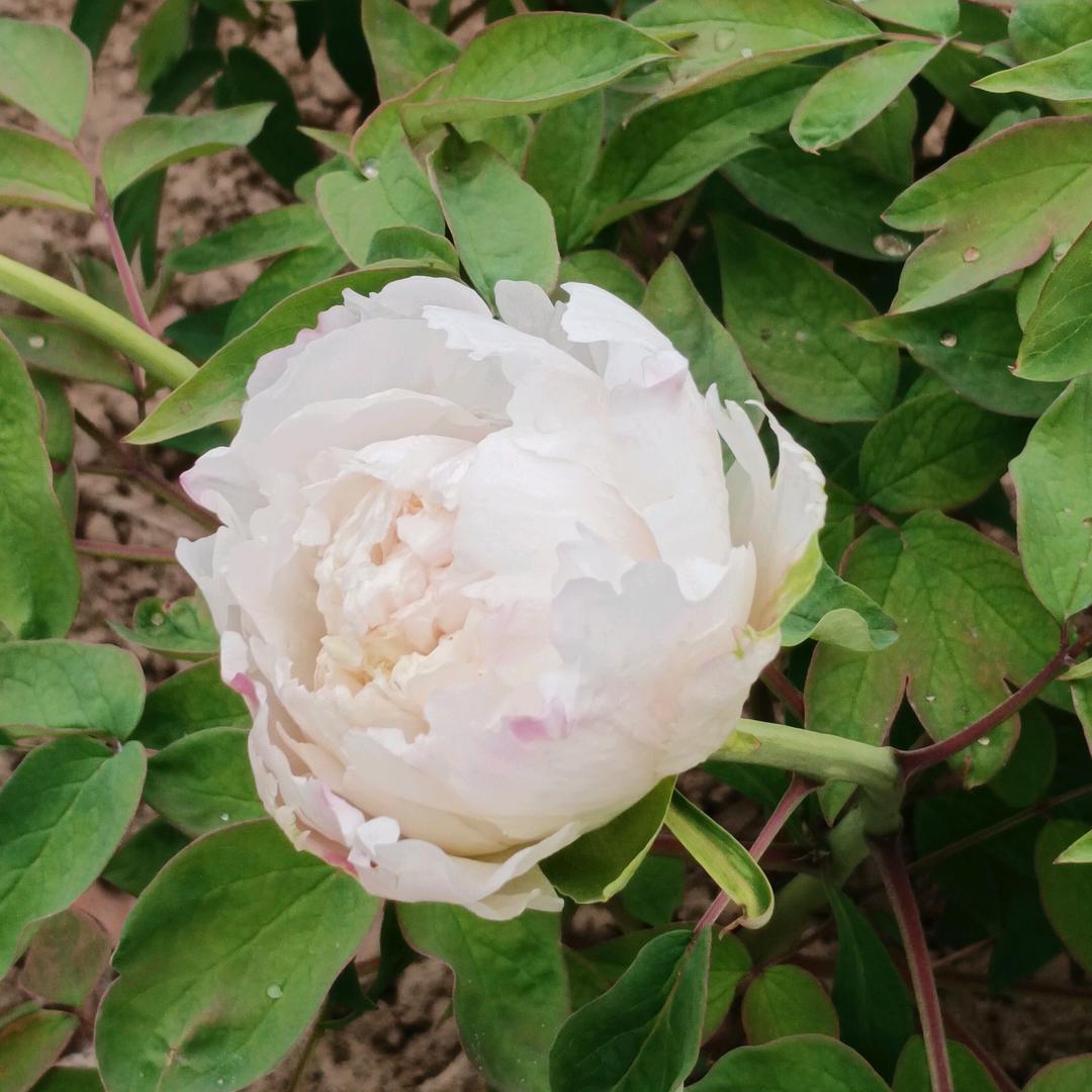 永驰物流 吕小会，#猫抓球加工