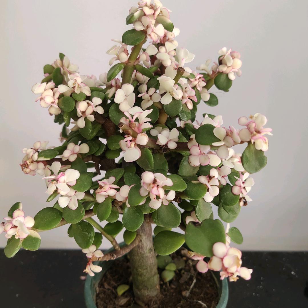 绿茶有点甜